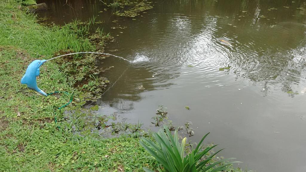 Sitio E Pousada Recanto Dos Ipes Teresópolis Eksteriør billede